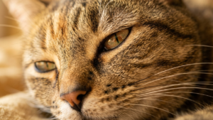 Read more about the article Cat Eye Secrets: Decoding Stares and Slow Blinks